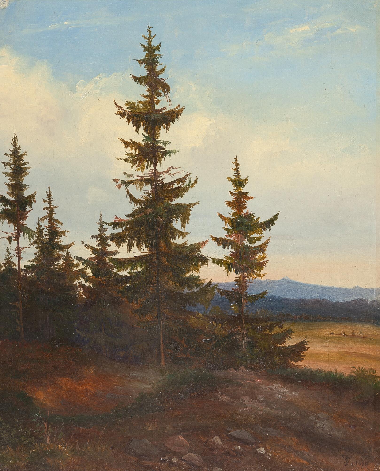 Bernhard Stange - Tannen vor einer Lichtung