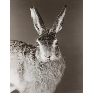 Bettina Rheims - Lièvre, Portrait, Août 1982