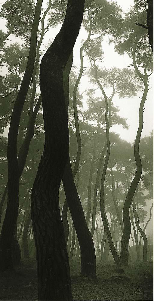 Bien-U Bae - Meeting and Departure (Pine tree series)