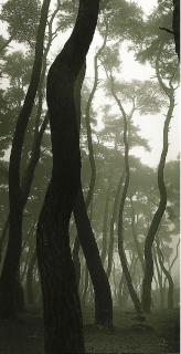 Bien-U Bae - Meeting and Departure (Pine tree series)