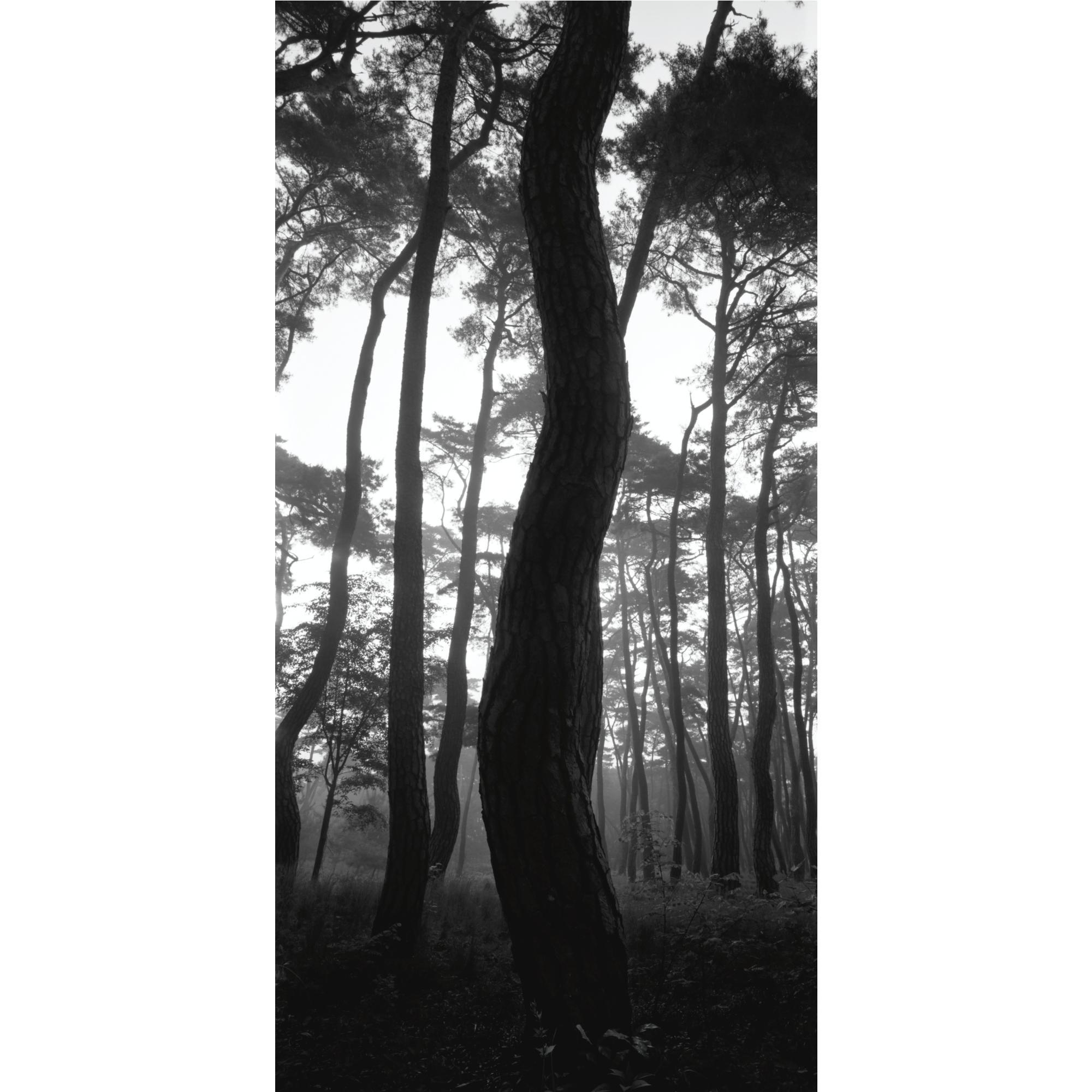 Bien-U Bae - Pine Tree