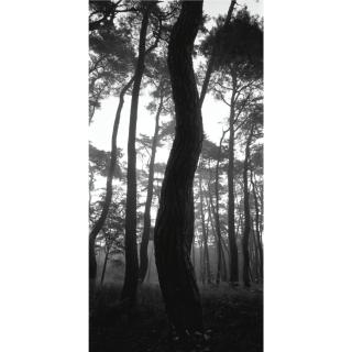 Bien-U Bae - Pine Tree