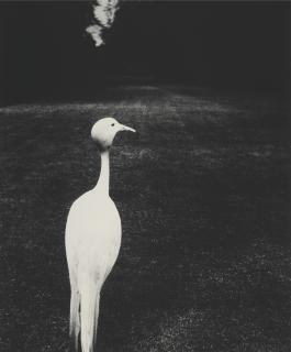 Bill Brandt - Early Evening, Kew Gardens, 1932