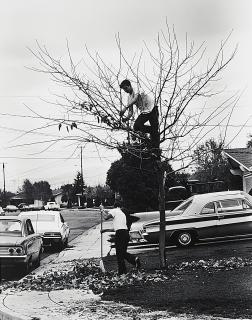 Bill Owens - My Dad thinks it\'s a good Idea to take all the Leaves off the Tree and take up the Yard.