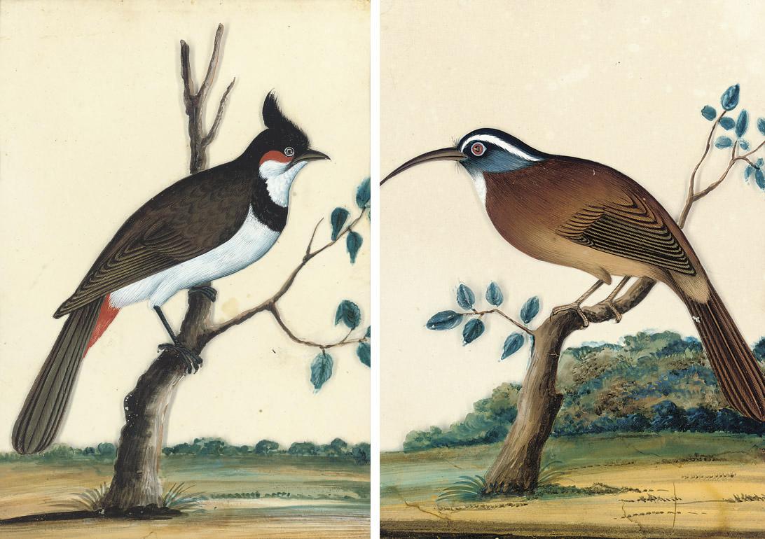 Birds of Southern India: Culumbodies Parrot; Scimetar Billed Bubbler; Yellow throated Myna; Woodpecker; Yellow headed Bubbler; Jungle Partridge; Ruby throated Bulbul; Neilgherry Wood Pigeon; Bulbul; and Kingfisher