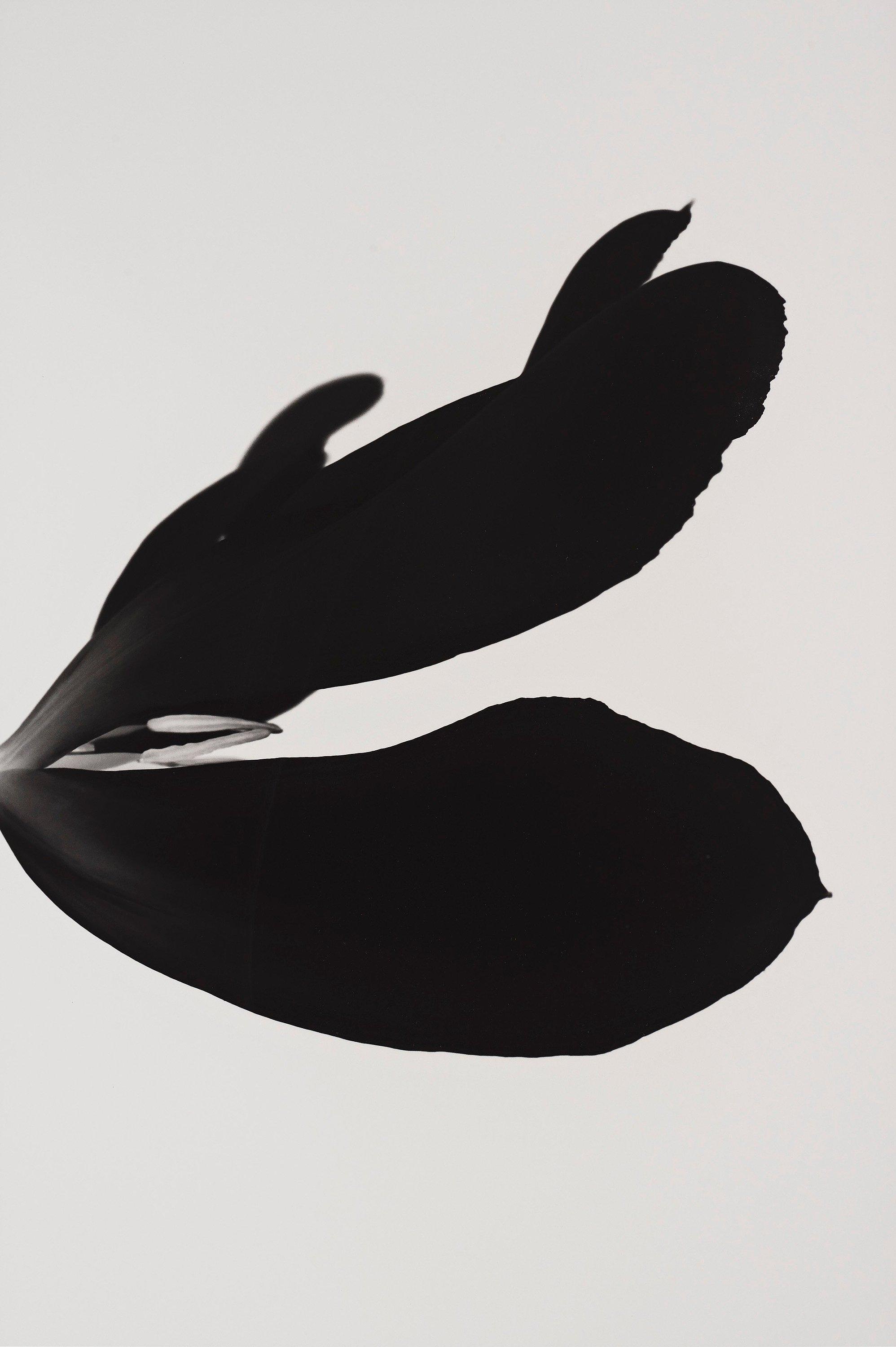 Björn Keller - \'Black Tulip 2\', 2022