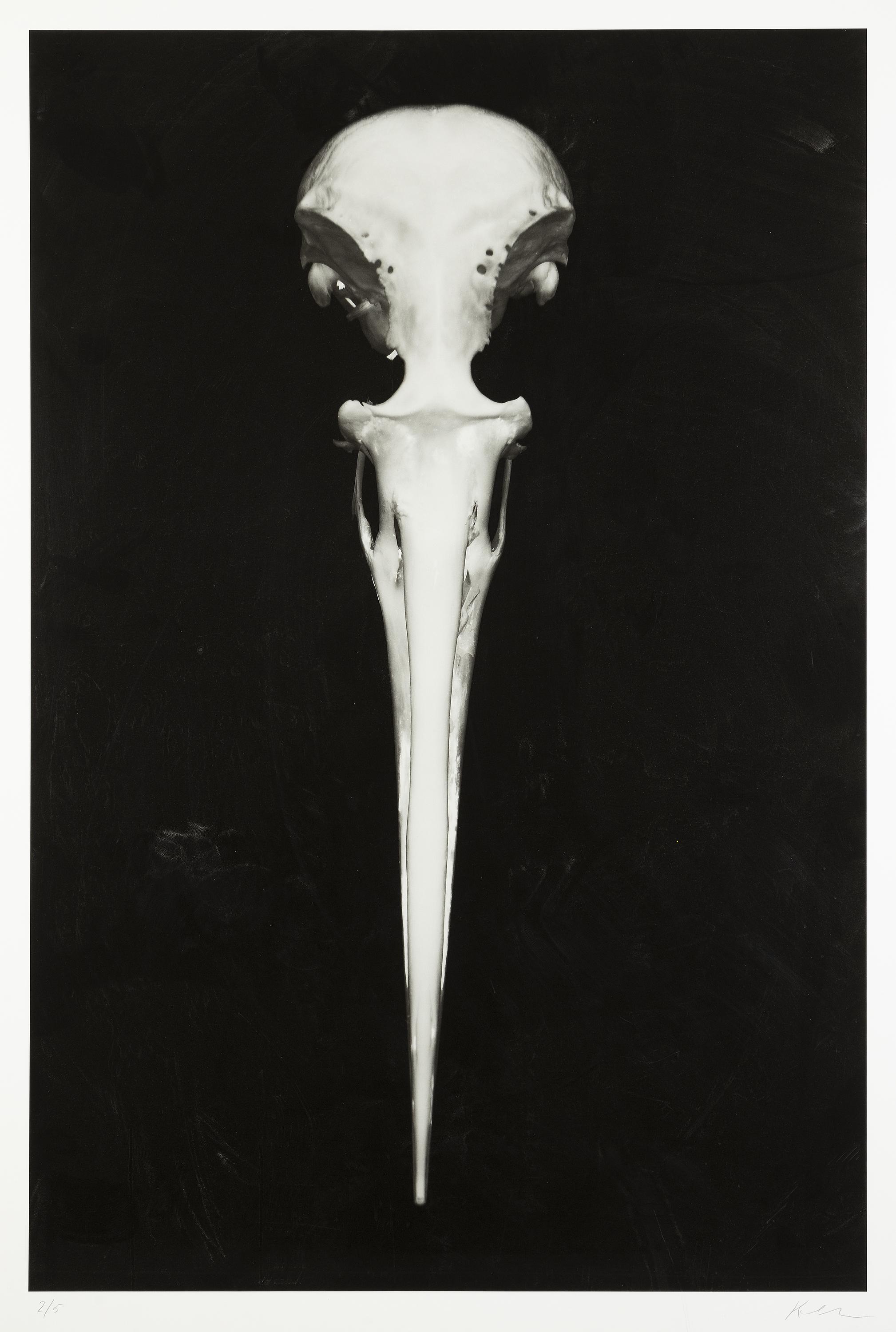 Björn Keller - From the series \'Fåglar\', 2012