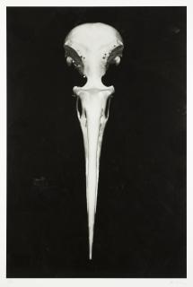 Björn Keller - From the series \'Fåglar\', 2012