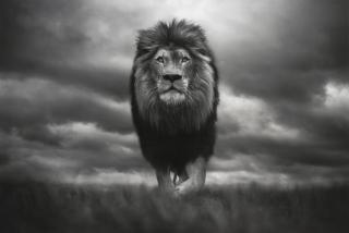 Björn Persson - \'King of Kings\'