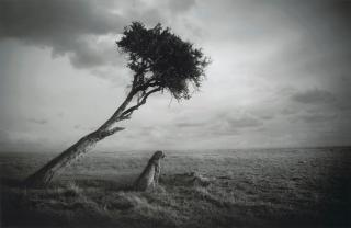 Björn Persson - Nirvana, 2017