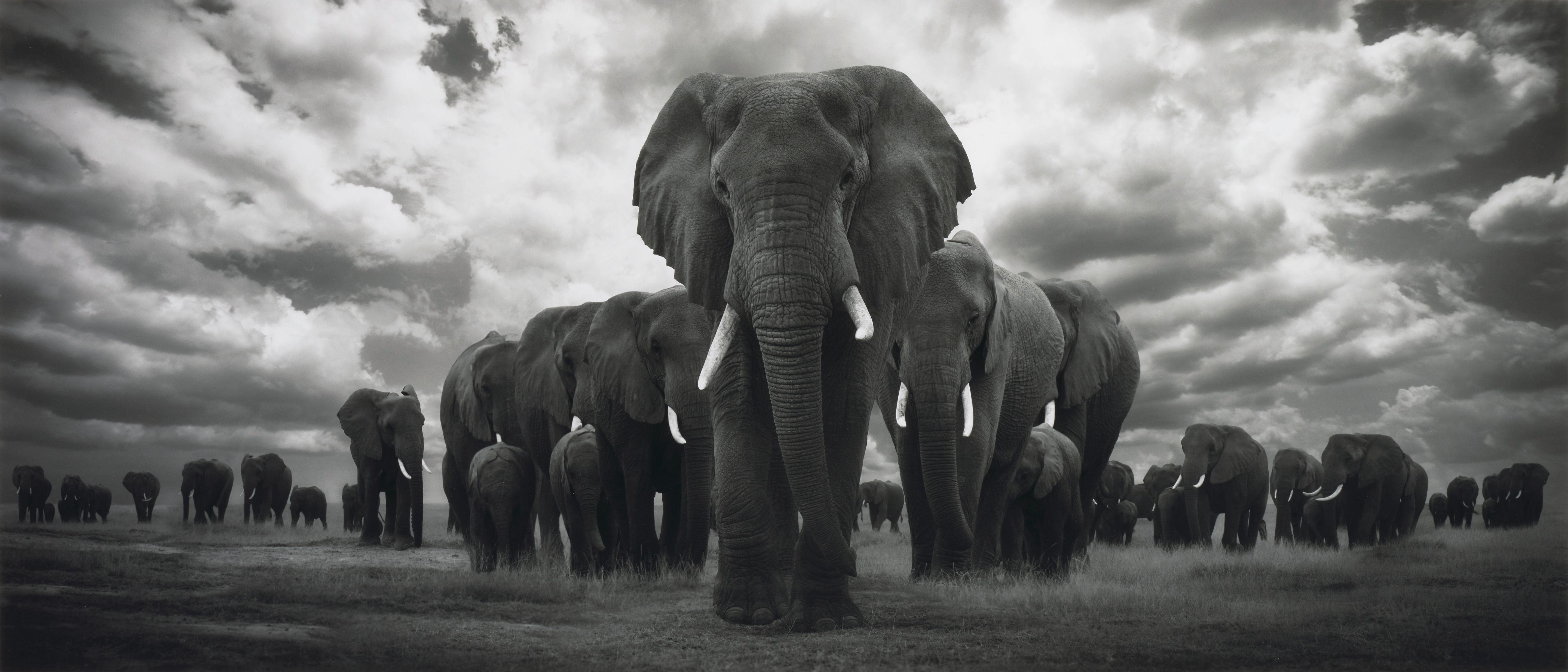 Björn Persson - Pride of Africa,