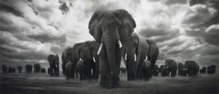 Björn Persson - Pride of Africa,