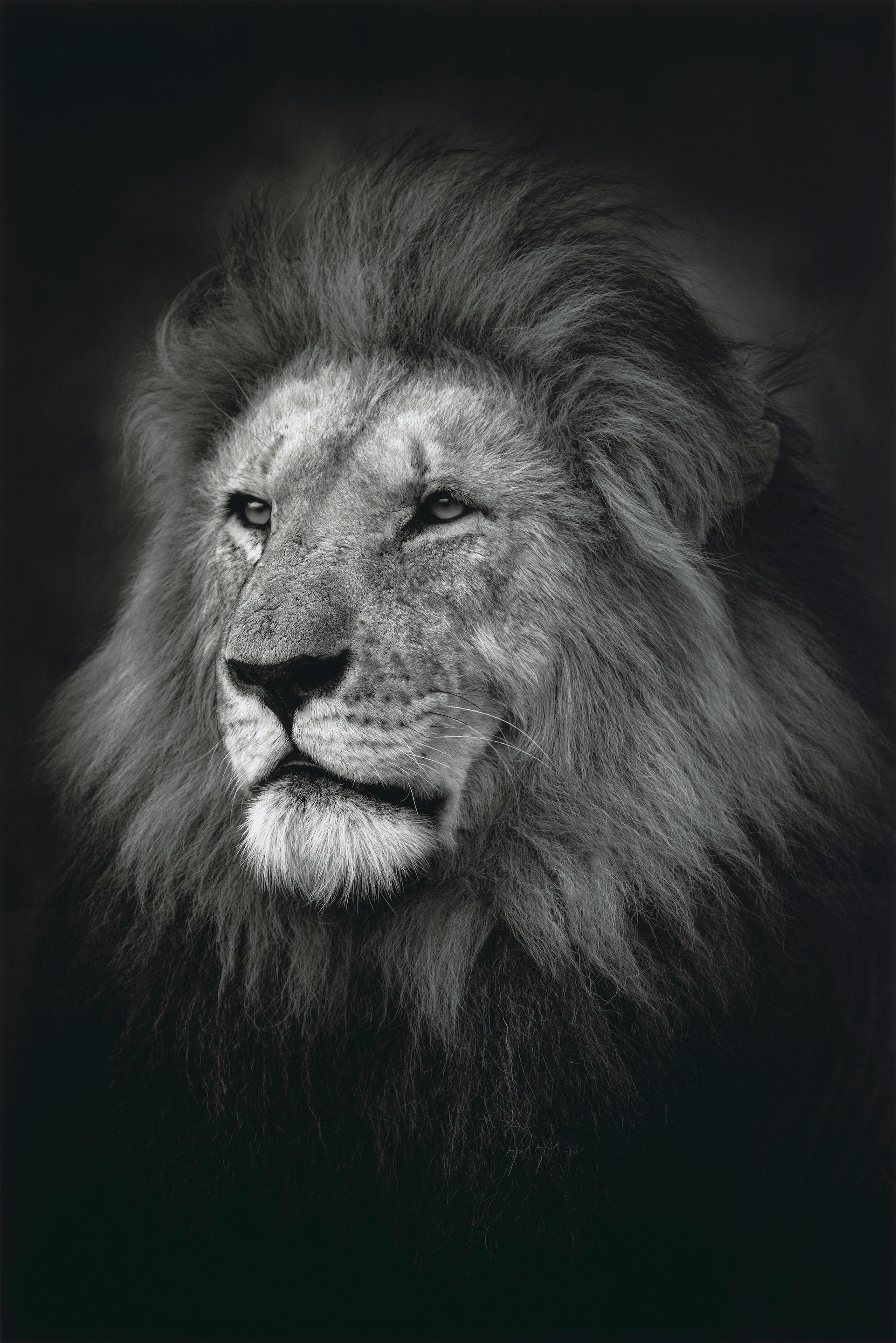 Björn Persson - The King, 2017