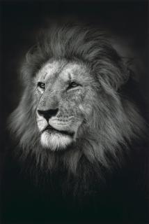 Björn Persson - The King, 2017