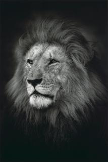 Björn Persson - The King