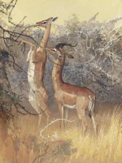 Bob Kuhn - A Delicate Balance, Gerenuks Feeding