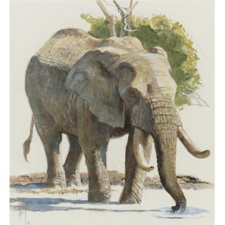 Bob Kuhn - American Elephant