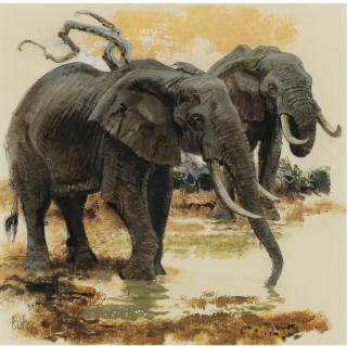 Bob Kuhn - American Elephants Drinking