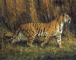 Bob Kuhn - Bright Tiger