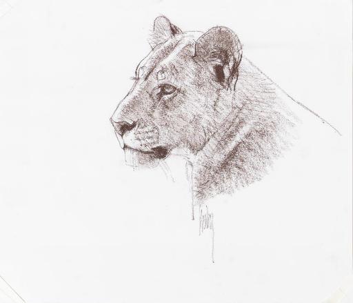 Bob Kuhn - Head of a Lioness