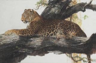 Bob Kuhn - Leopard in Light and Shade