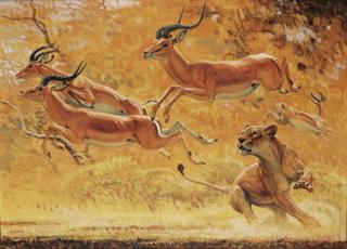 Bob Kuhn - Lioness in Persuit of Impala