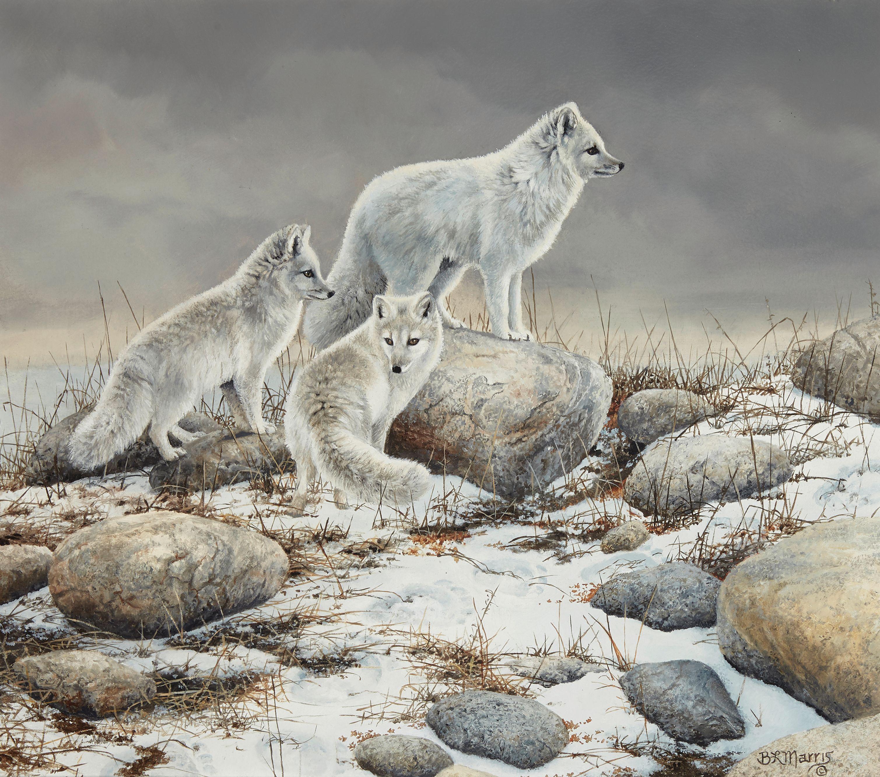 Bonnie Marris - Arctic Phantoms 14 x 16in