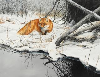 Bonnie Marris - Red Fox in Snow