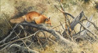Bonnie Marris - Red Fox
