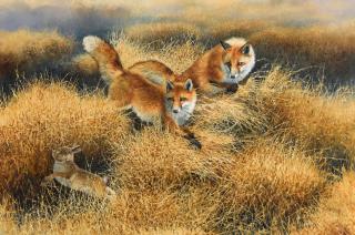 Bonnie Marris - Red Foxes after a Rabbit