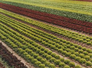 Boris Becker - Feld 1297.