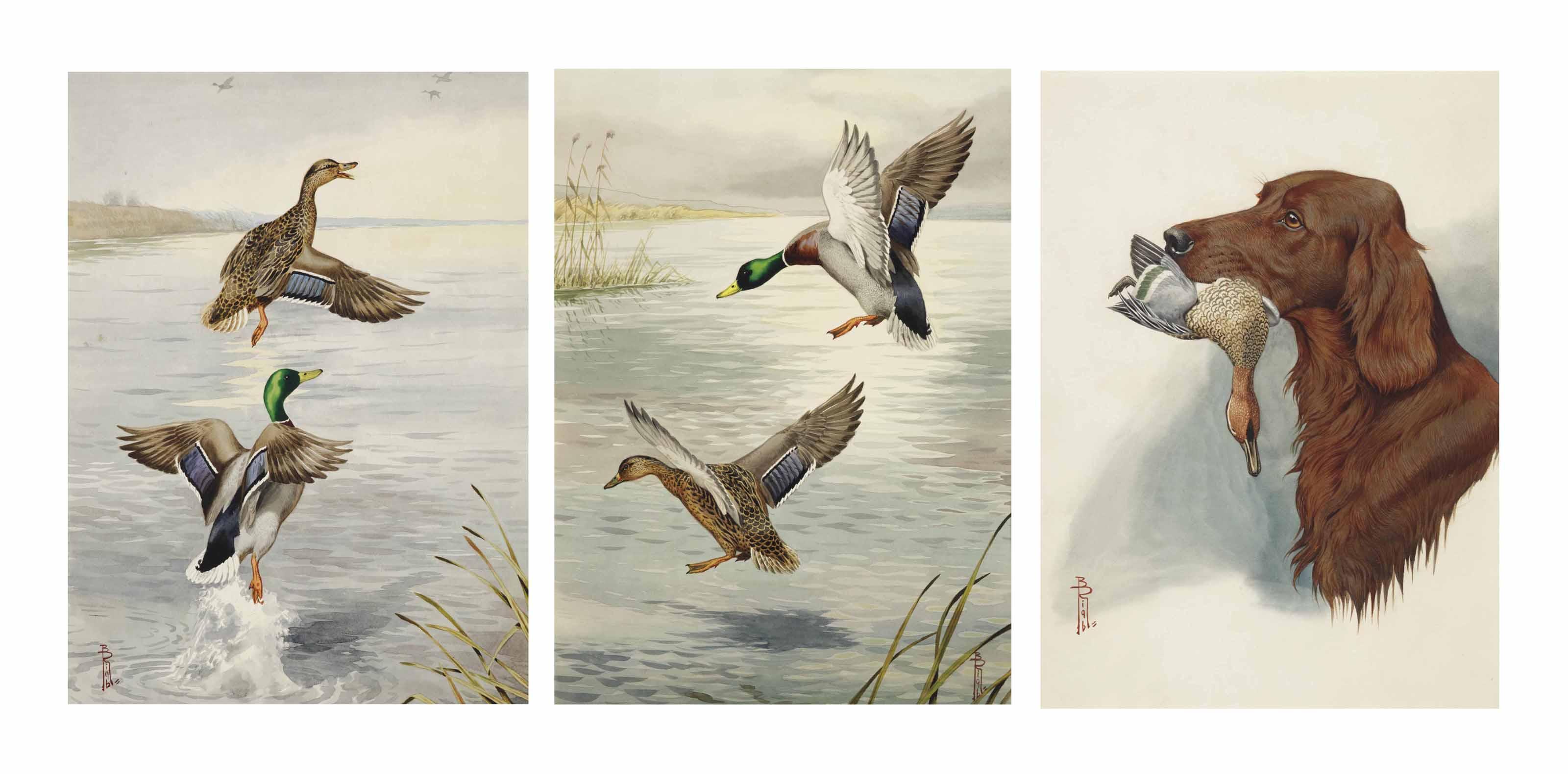 Boris Riab - Ducks taking flight; together with Ducks landing on a lake; and Retriever with a duck