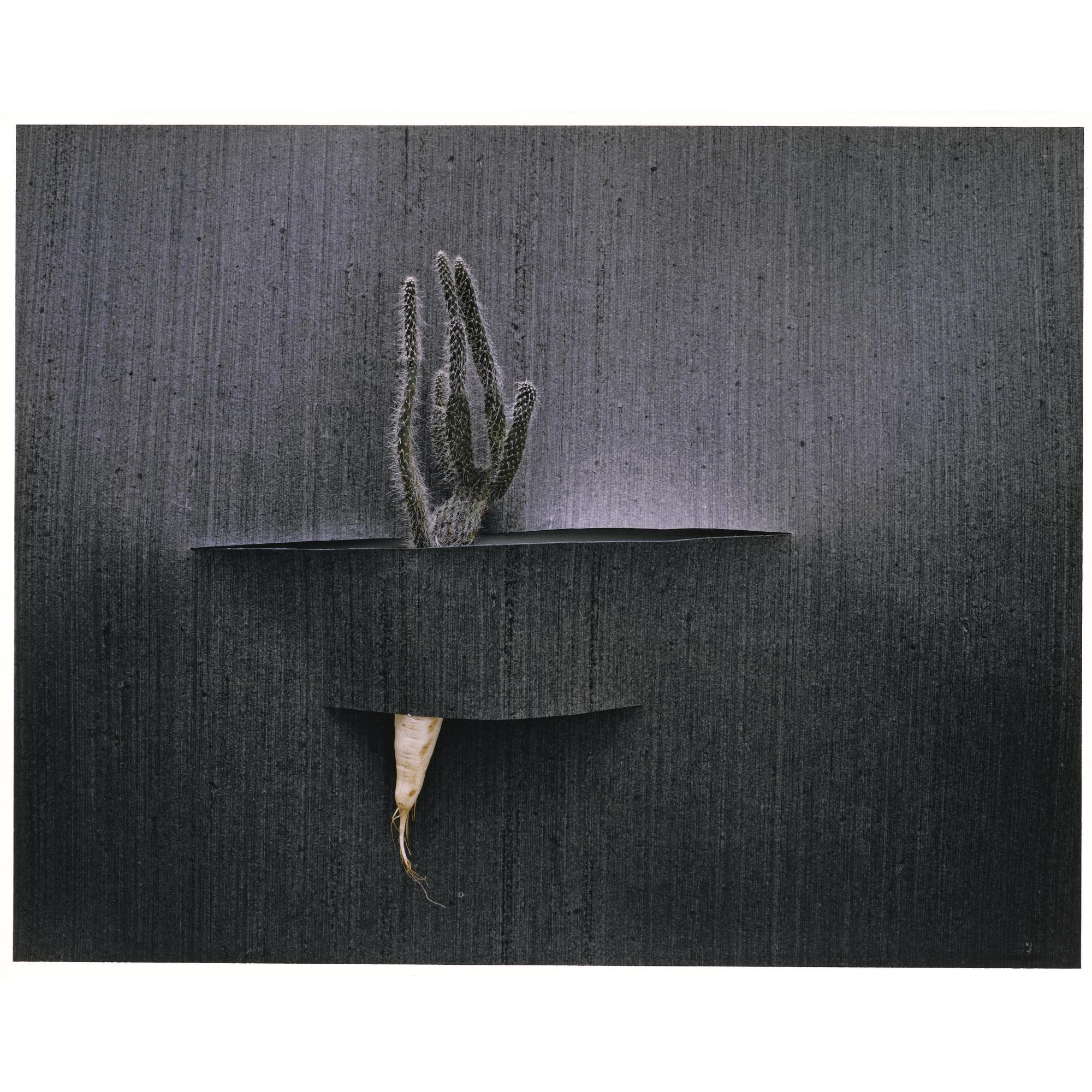 Boyd Webb - \'Fish\' And \'Wrist\'. Two Studies, 1983