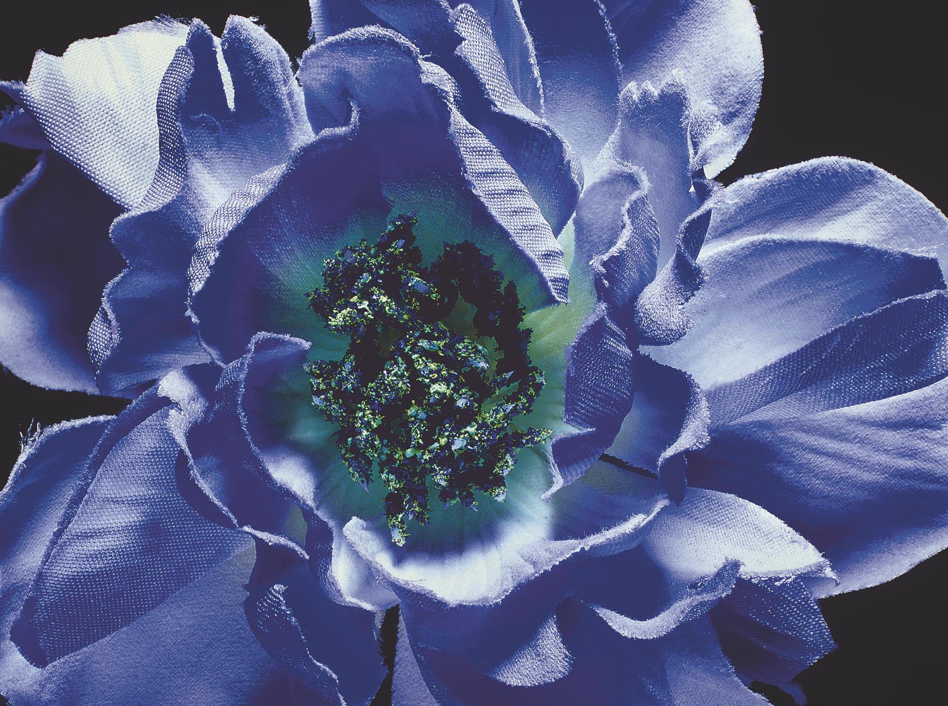 Boyd Webb - Light Blue