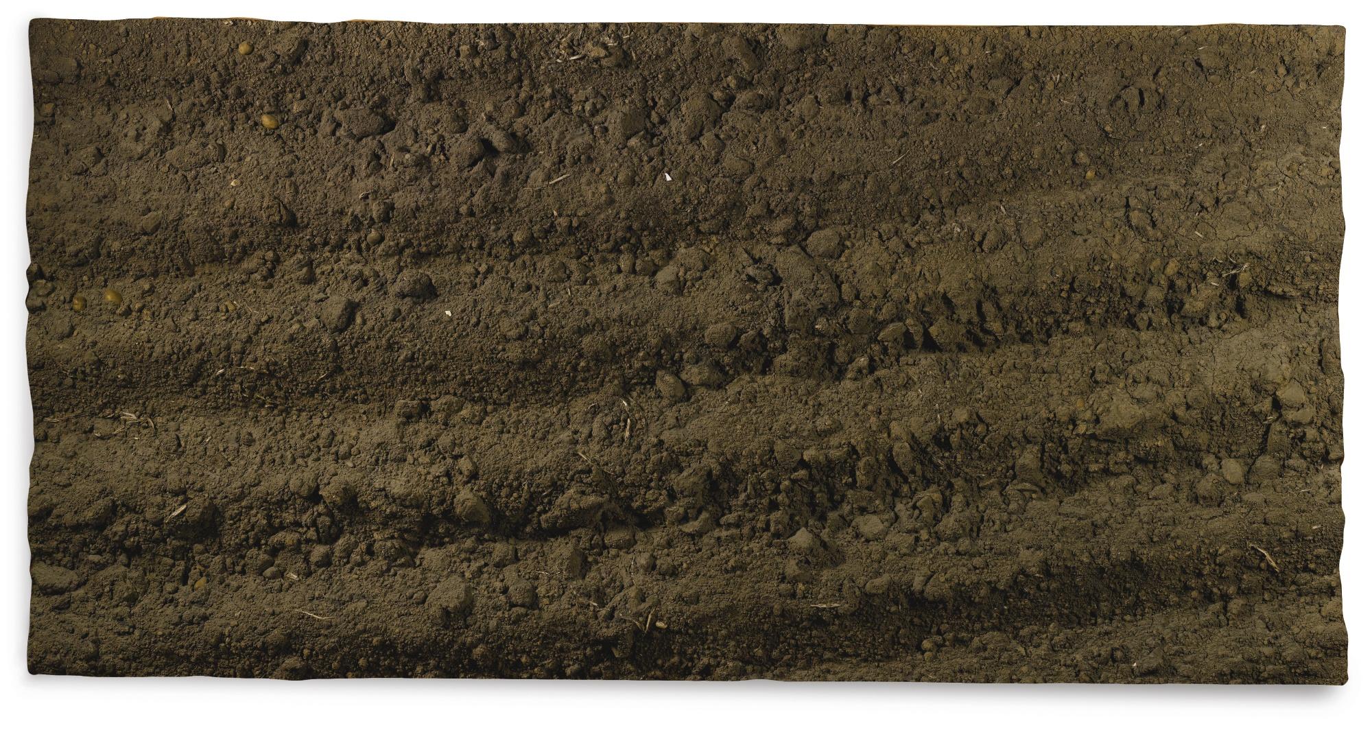 Boyle Family - Study Of A Potato Field