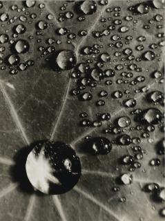 Brassaï - Goutte De Rosée Sur Une Feuille De Capucine