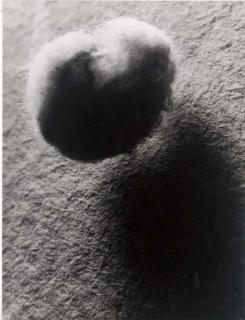 Brassai - Large Scale Object: Cotton
