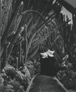 Brassaï - Le Jardin Exotique de Monaco, 1945