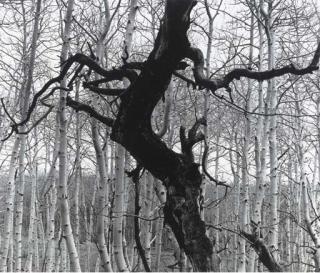 Brett Weston - Aspens, 1973