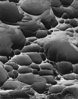 Brett Weston - Eroded Rock, Shore Acres (1975-80); and Fern, California (c.1954)