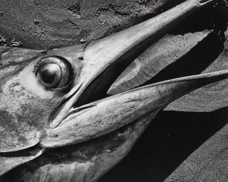 Brett Weston - Fish Head, Baja