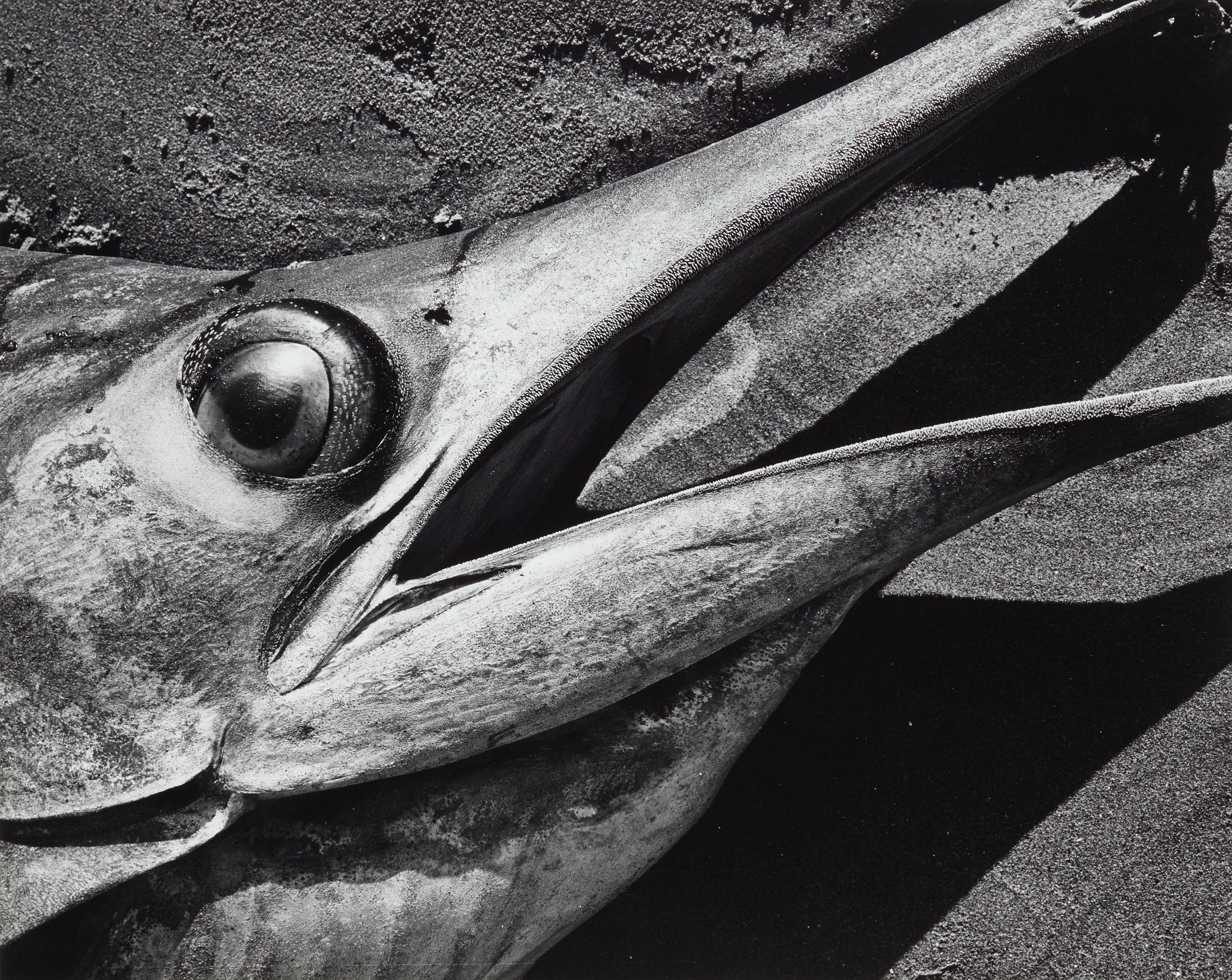 Brett Weston - Fish Head, Baja