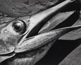 Brett Weston - Fish Head, Baja