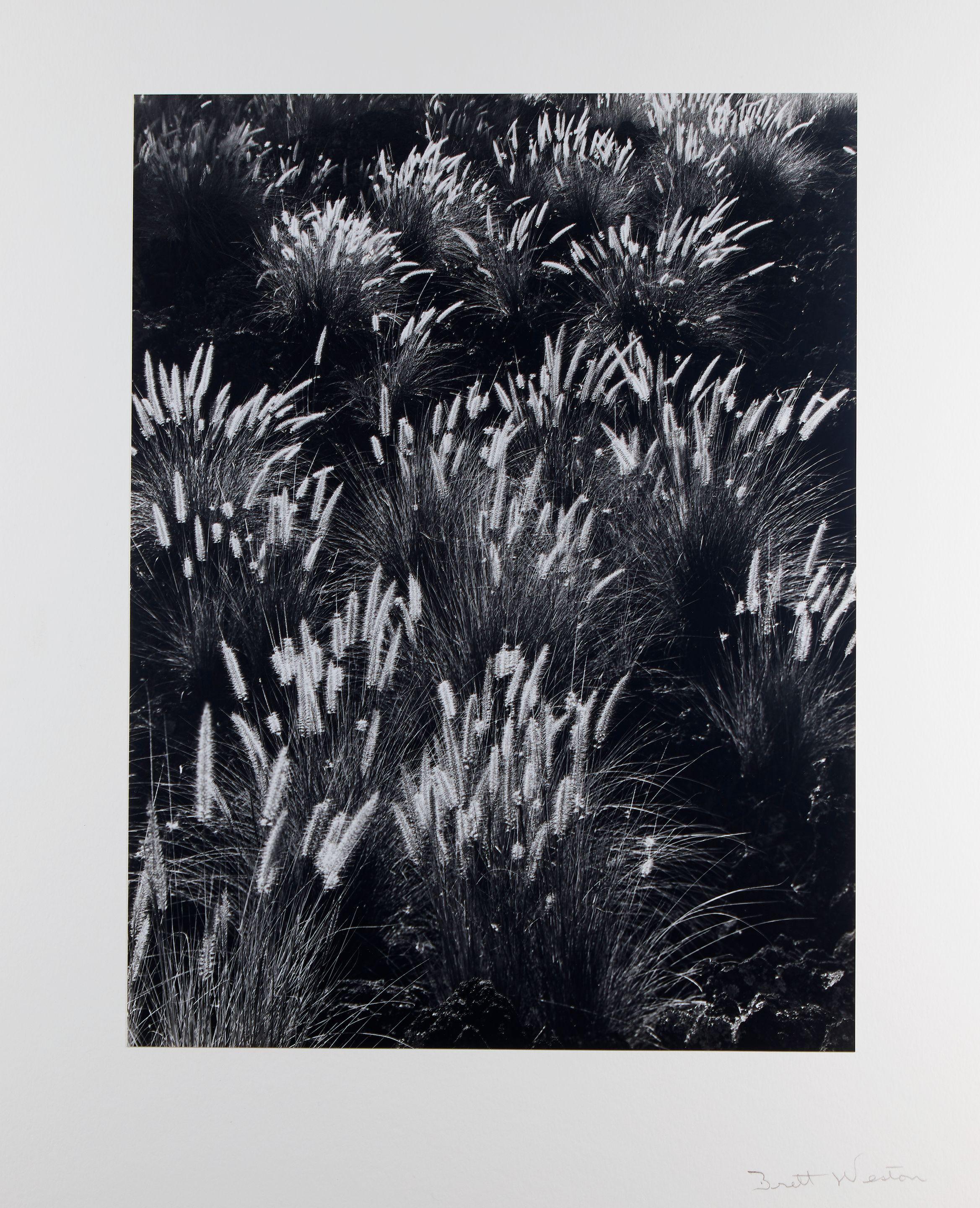 Brett Weston - Fountain Grass, Hawaii, 1980