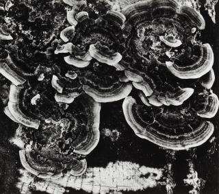 Brett Weston - \'Fungus\' (from \'100 Photographs\' portfolio)