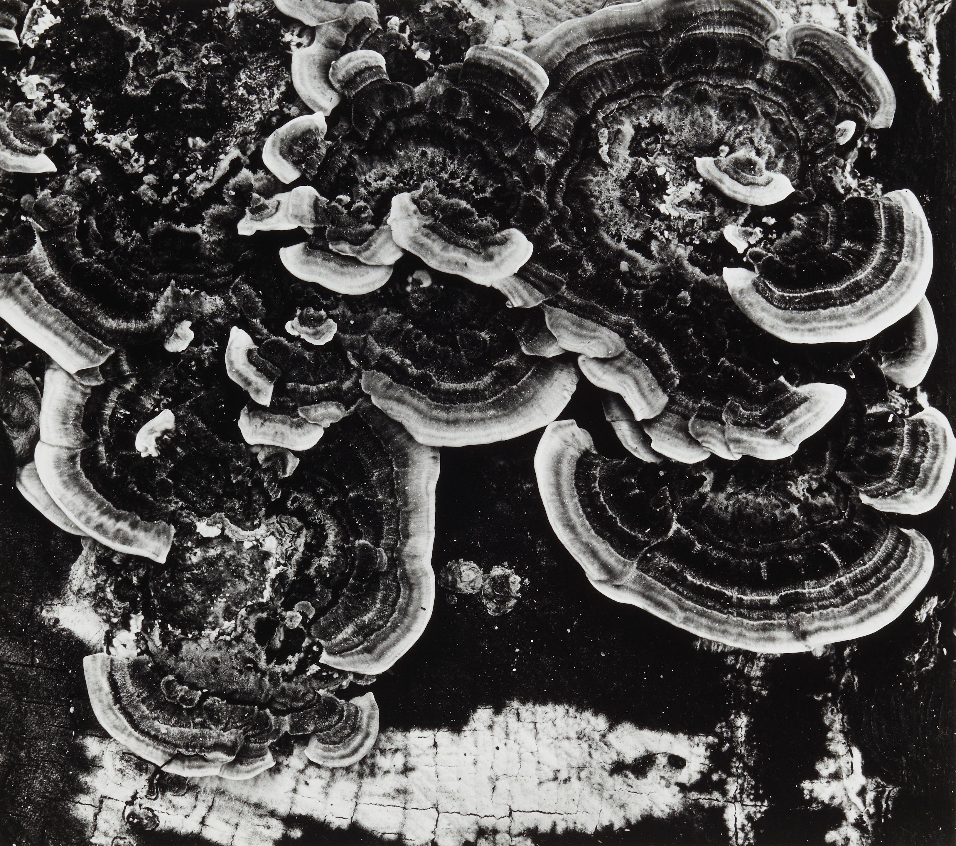 Brett Weston - \'Fungus\' (from \'100 Photographs\' portfolio)