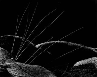 Brett Weston - Grass and Lava, 1982