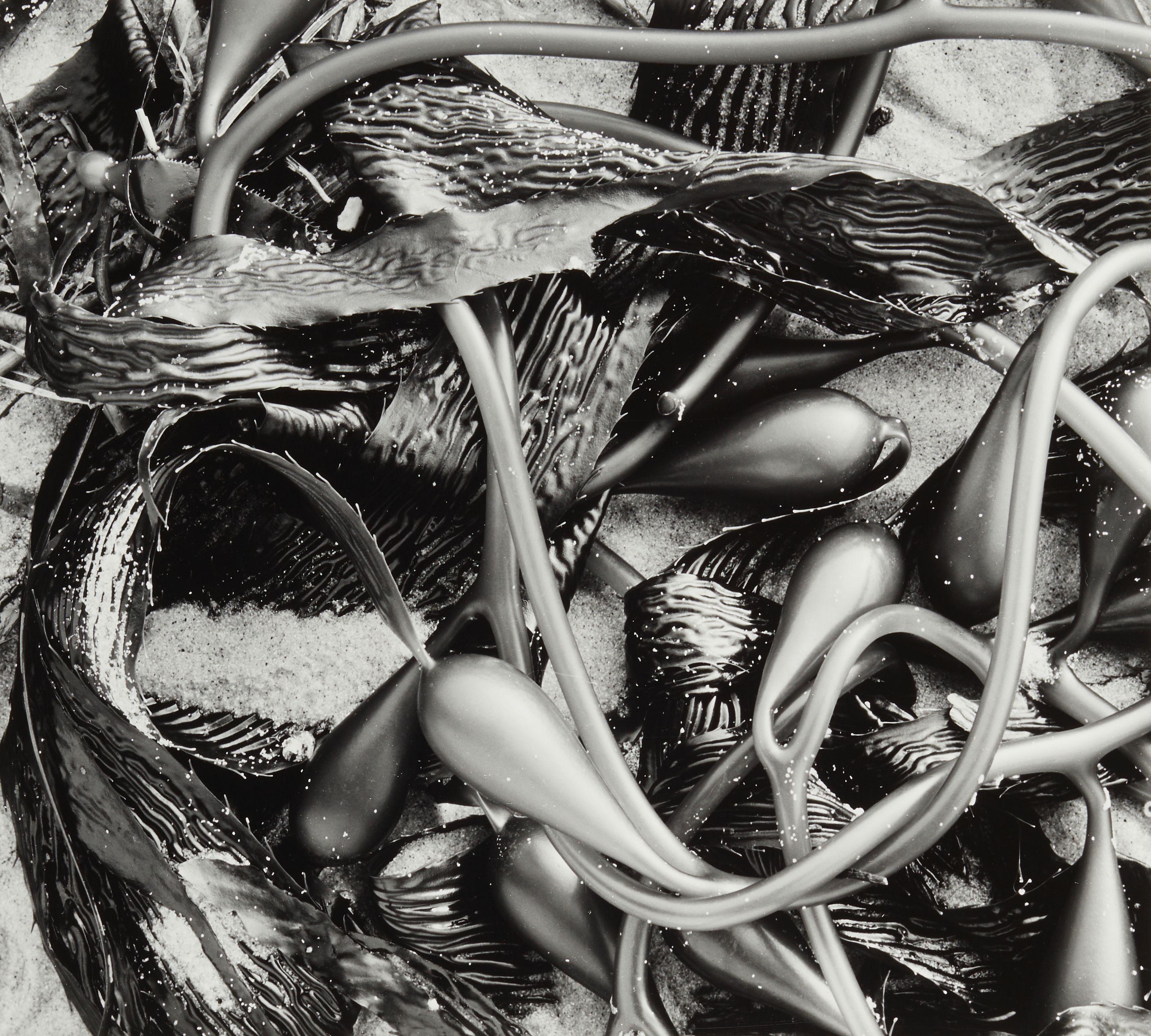Brett Weston - \'Kelp\' (from \'100 Photographs\' Portfolio)