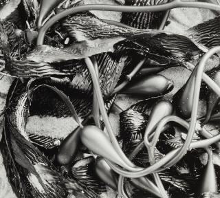 Brett Weston - \'Kelp\' (from \'100 Photographs\' Portfolio)