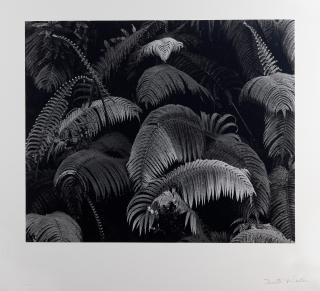 Brett Weston - Luscious Ferns, Hawaii, 1980